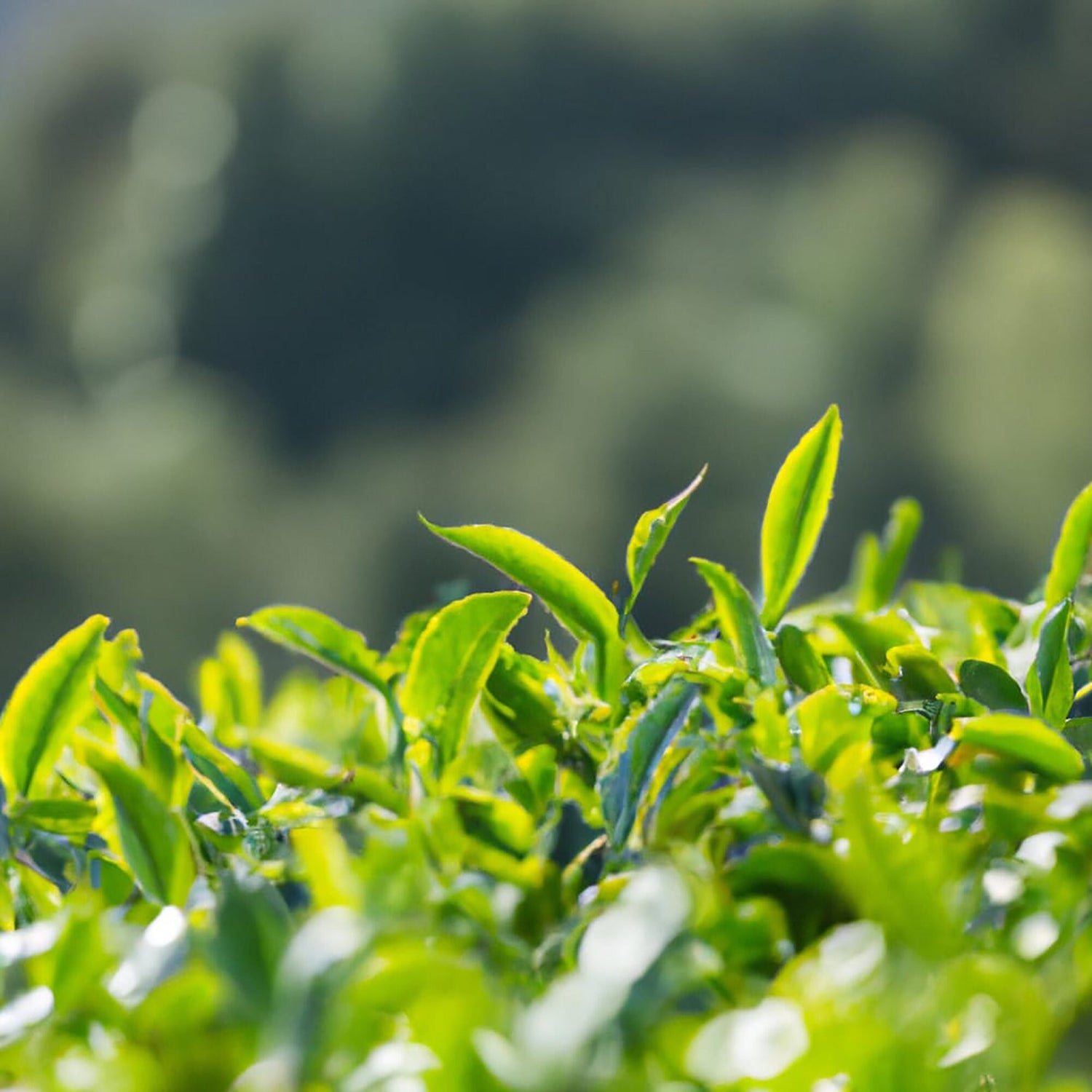Lush green tea leaves basking in the sunlight, the source of high-quality loose leaf green tea, ready for careful hand-picking.