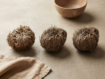 Three dried Resurrection Plants displayed side by side to show natural size variation.