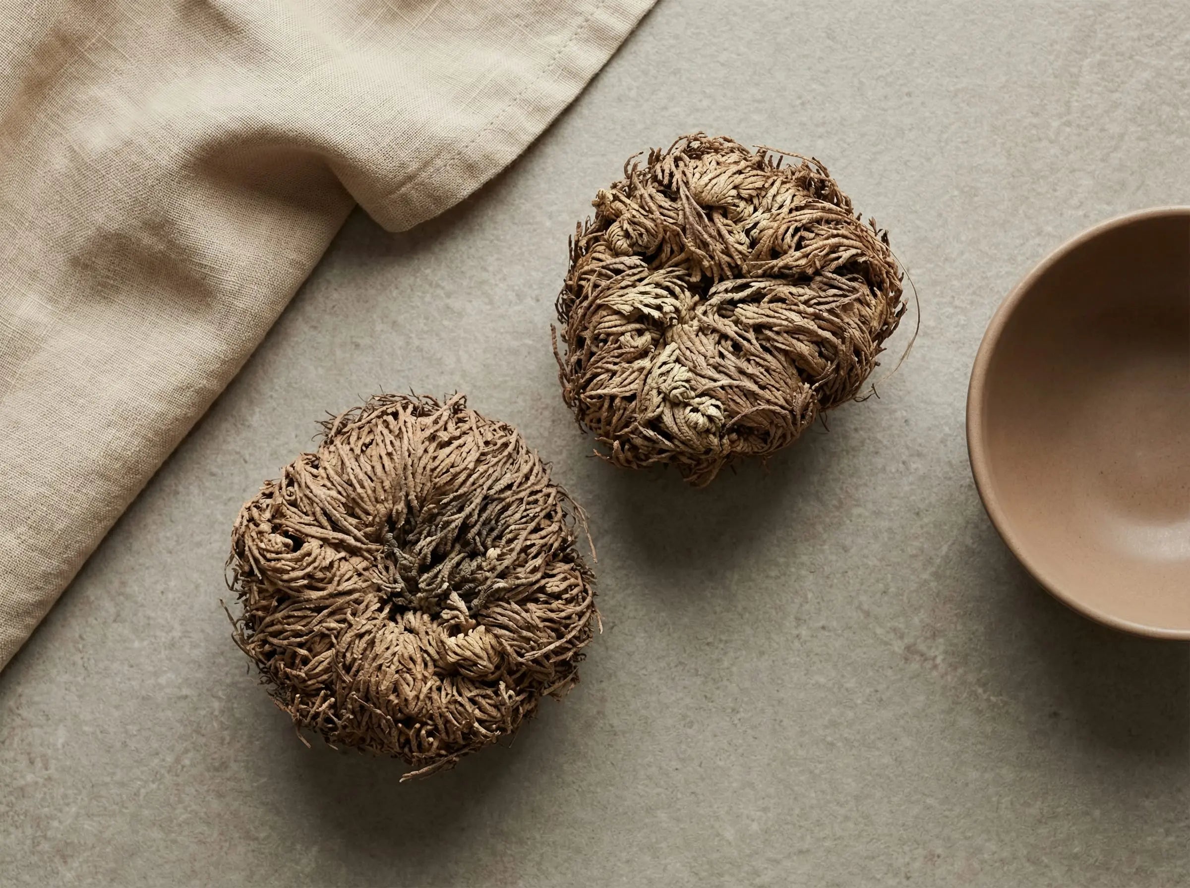 two-resurrection-plants-top-view-sacred-plant-co