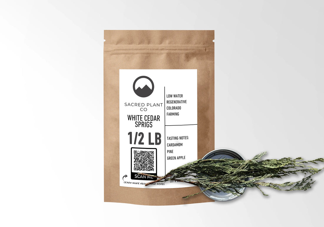 Sacred Plant Co White Cedar Sprigs – Premium Wildcrafted Evergreen (Thuja occidentalis)