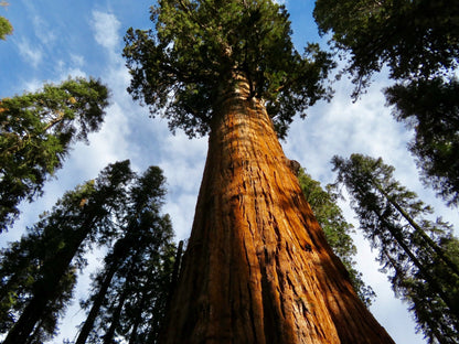 Photo looking of at redwoods. 