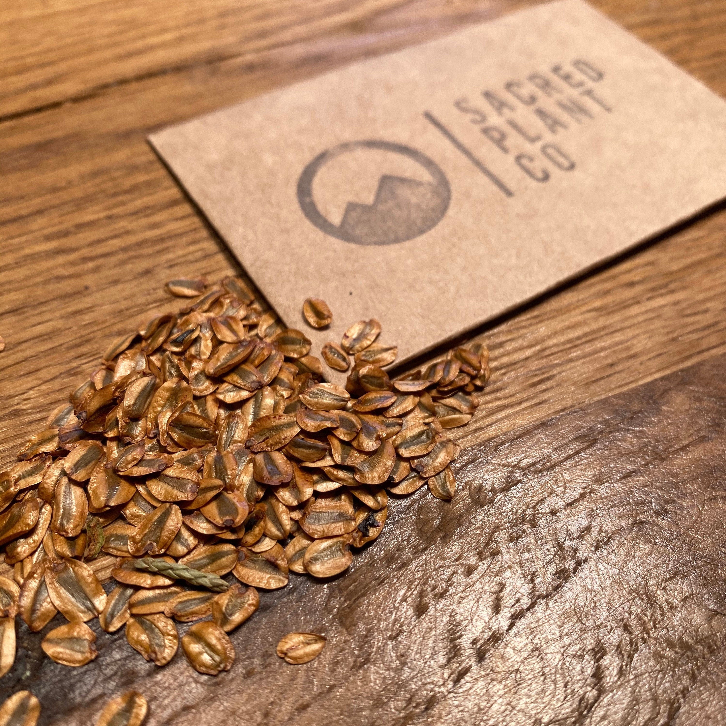 Giant Sequoia seeds spread on a rustic wooden surface with Sacred Plant Co branded eco-friendly packaging in the background.