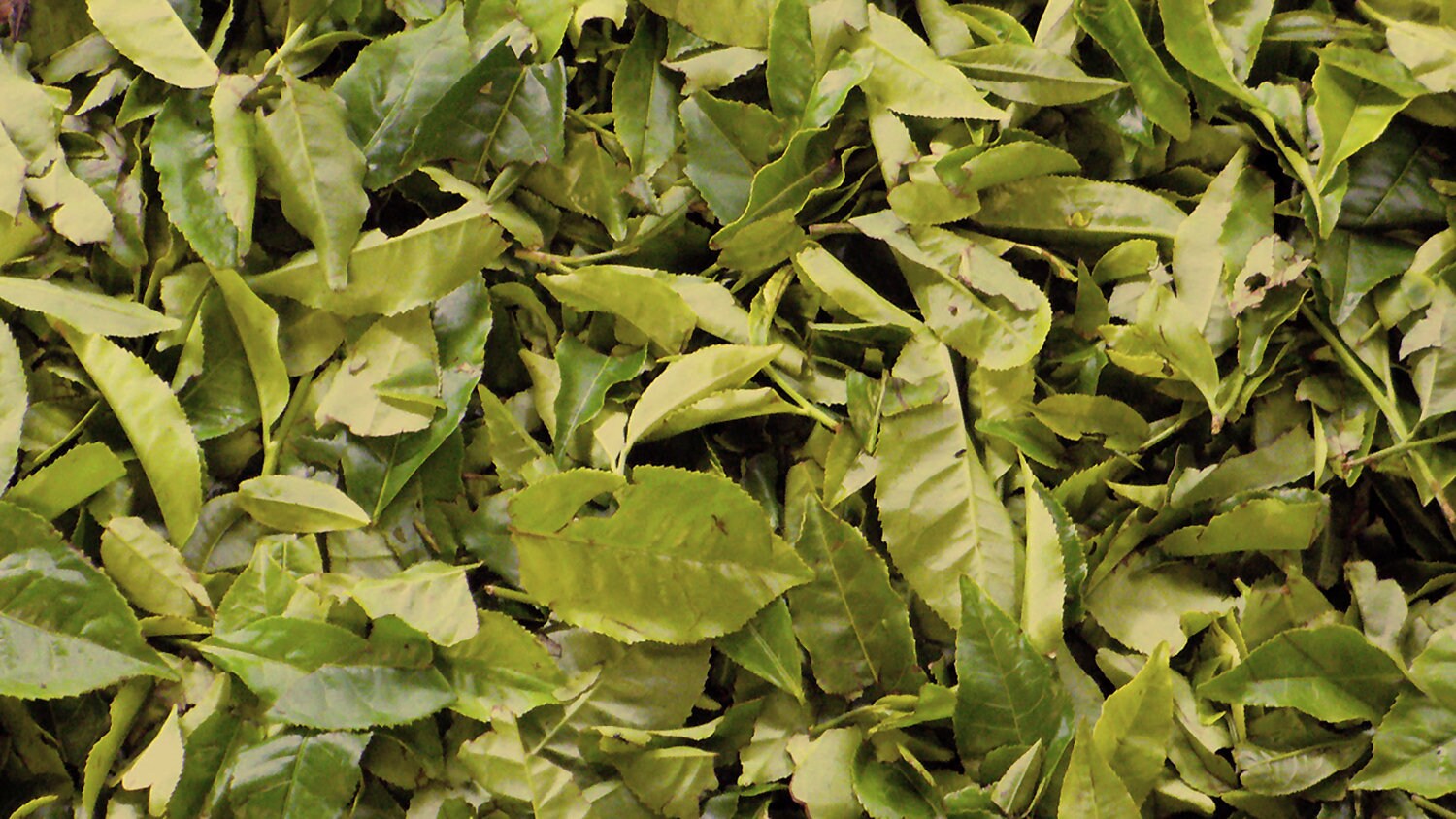 Yerba Mate Bulk - Premium Ilex paraguariensis Leaf - Energizing Herbal Tea - Sacred Plant Co