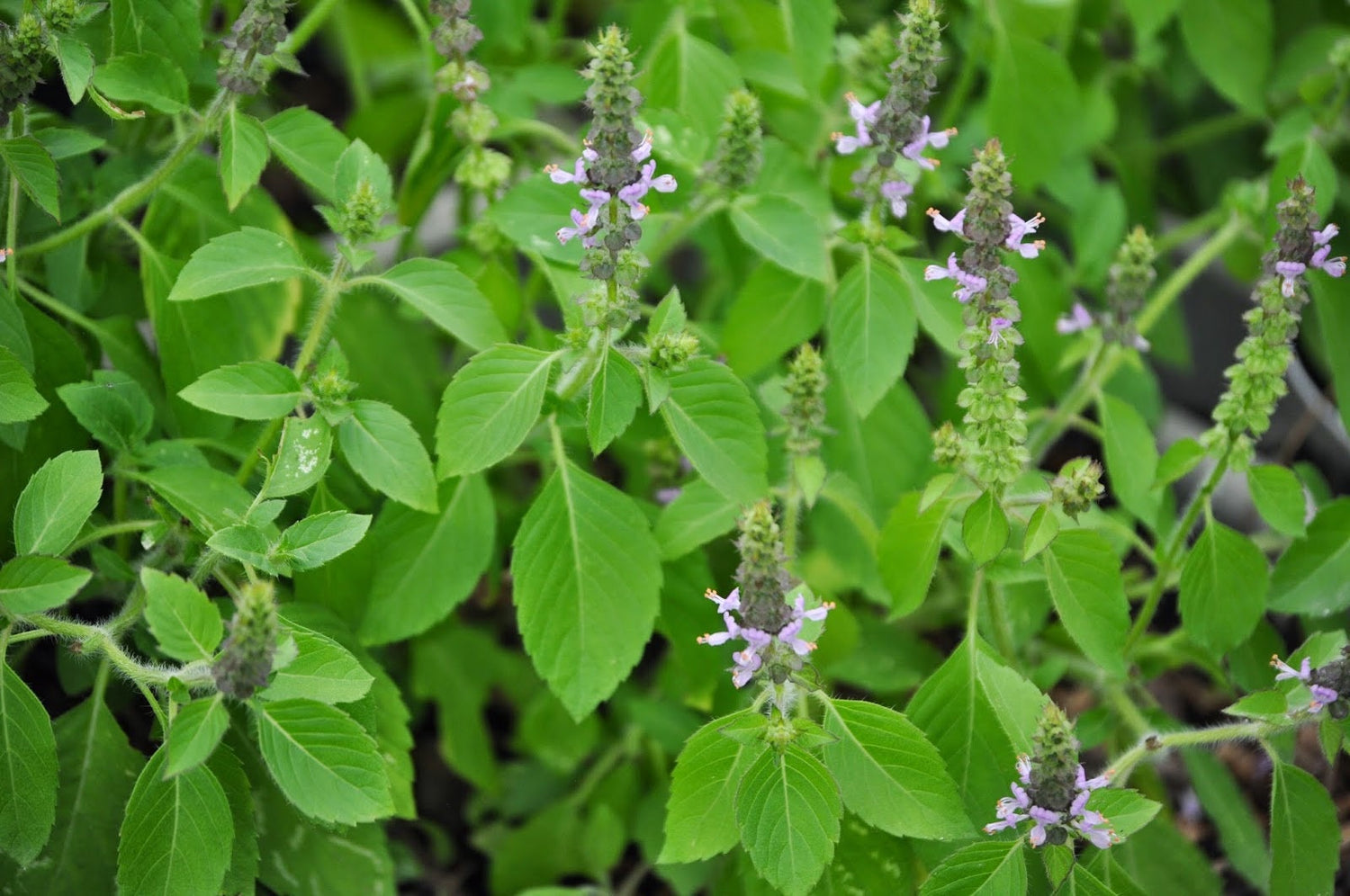 Tulsi Bulk Herb - Premium Quality Holy Basil Leaf - Ocimum tenuiflorum - Ayurvedic Adaptogenic Herb