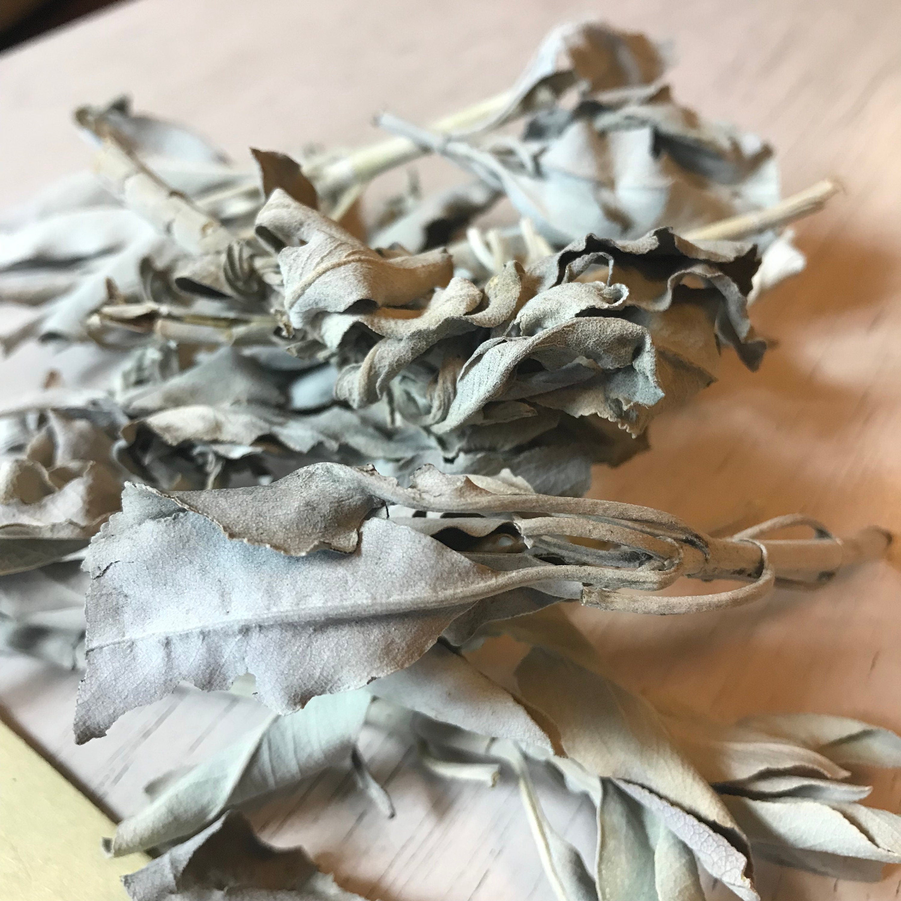 White Sage Bulk - Premium Quality Dried Salvia apiana - Sacred Plant Co