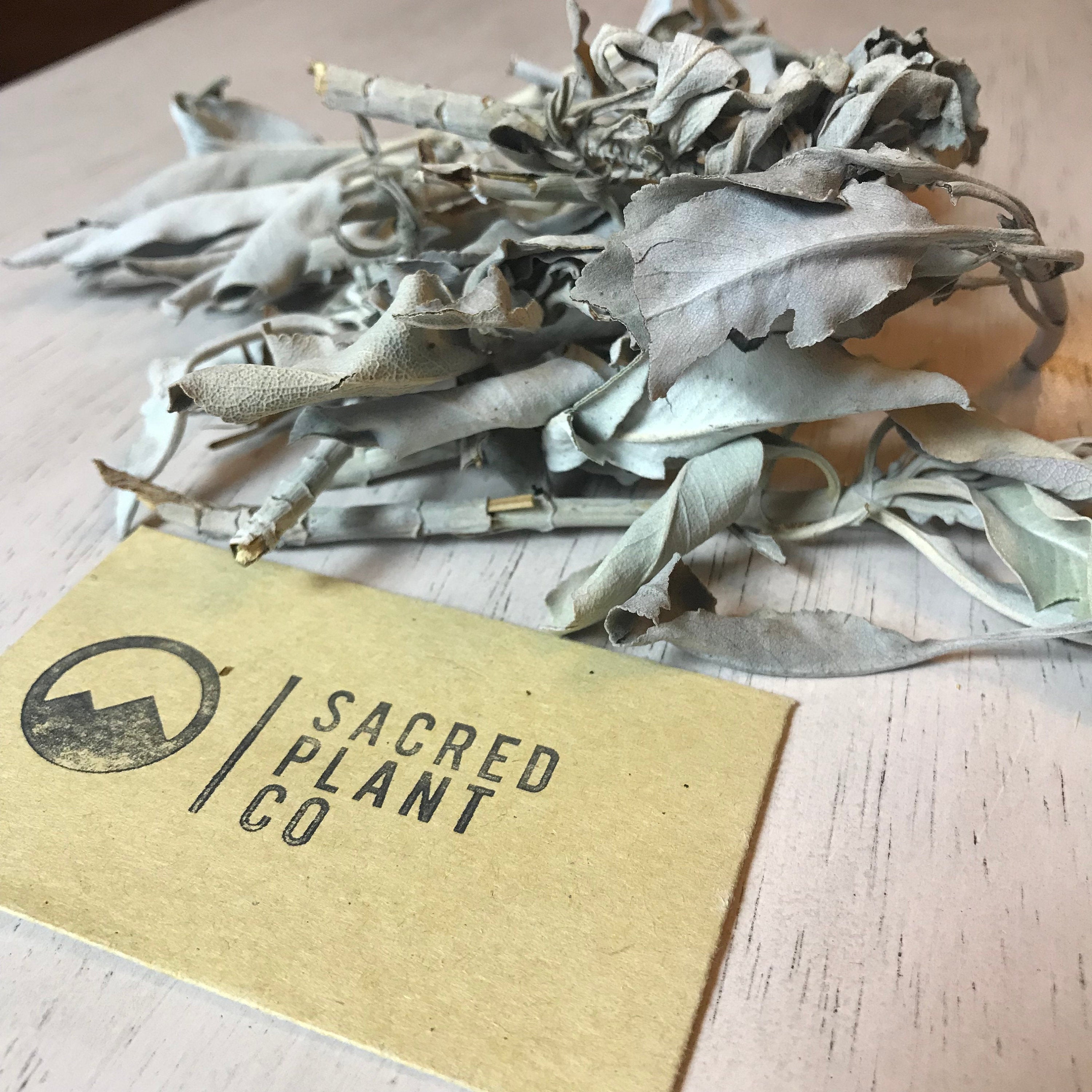 White Sage Bulk - Premium Quality Dried Salvia apiana - Sacred Plant Co