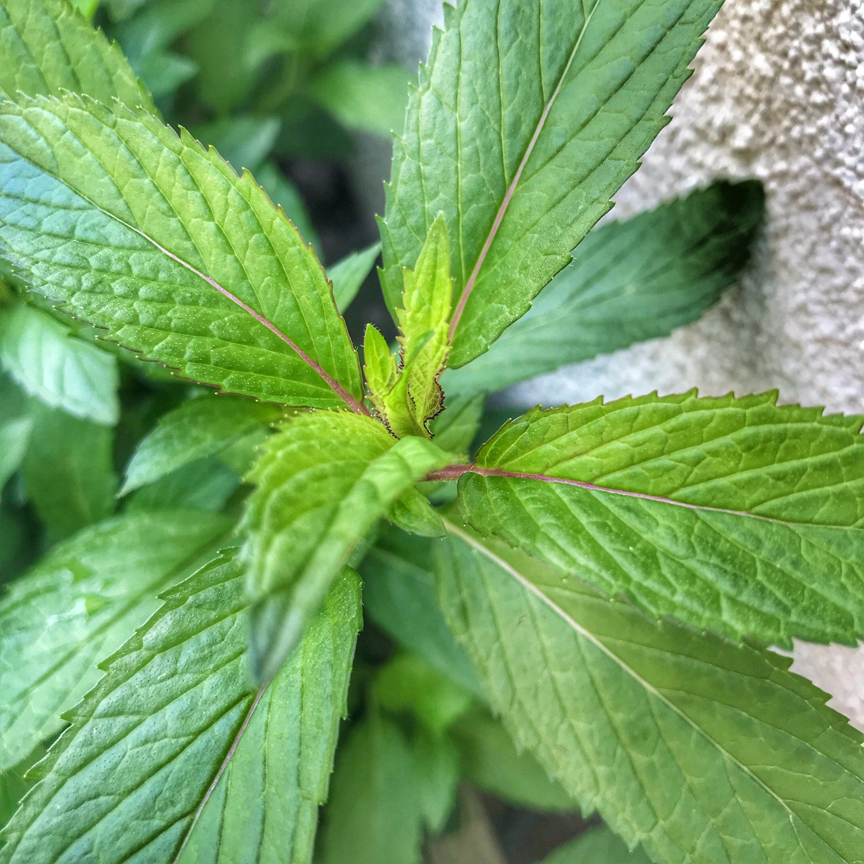 Peppermint Leaf Bulk - Premium Quality Dried Mentha Piperita Leaves - Sacred Plant Co