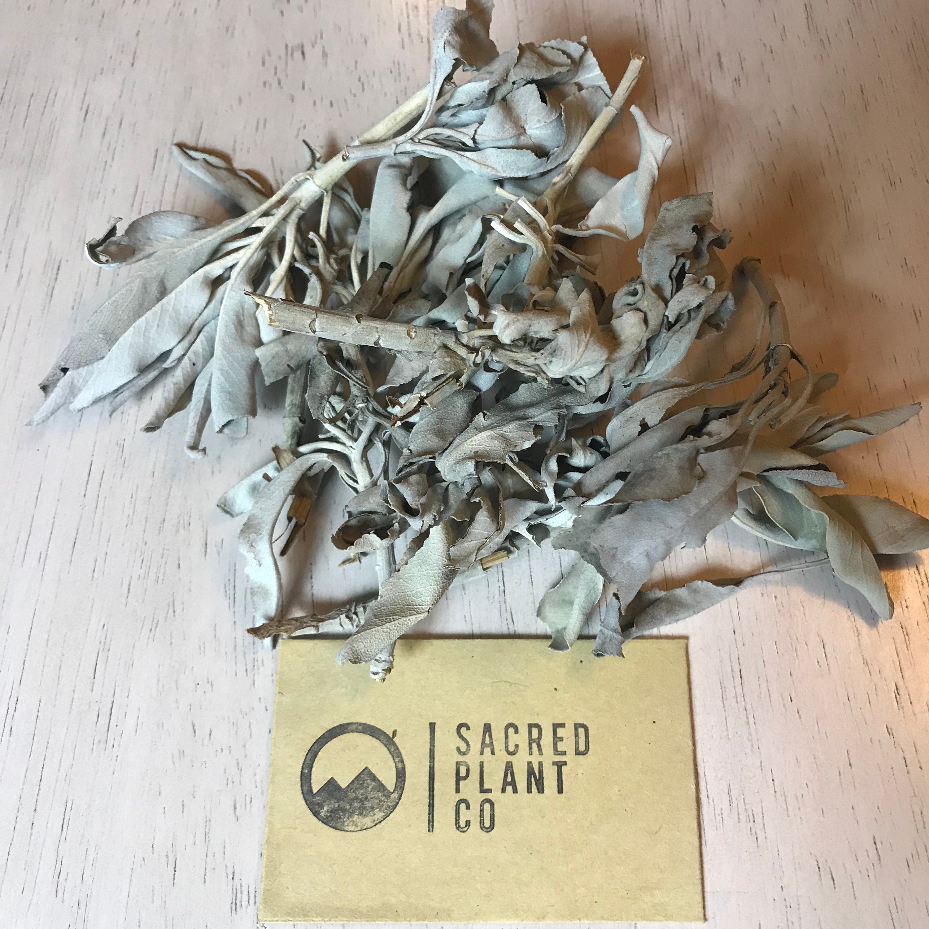 White Sage Bulk - Premium Quality Dried Salvia apiana - Sacred Plant Co