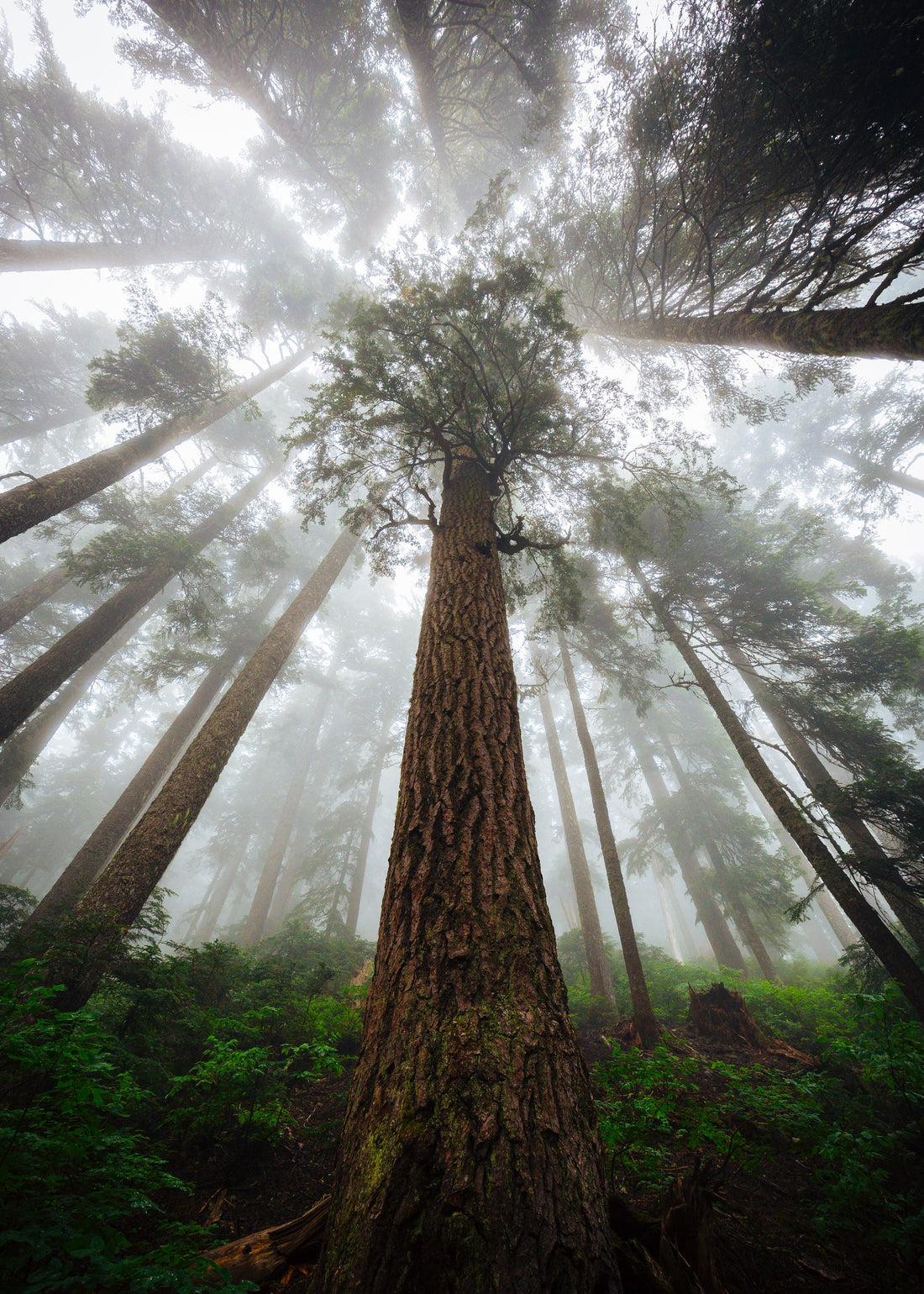 Giant Sequoia Redwood Tree Seeds | Redwood Tree Seeds | Giant Sequoia Tree Seeds | Sequoiadendron giganteum Seeds | Sierra Redwood Seeds