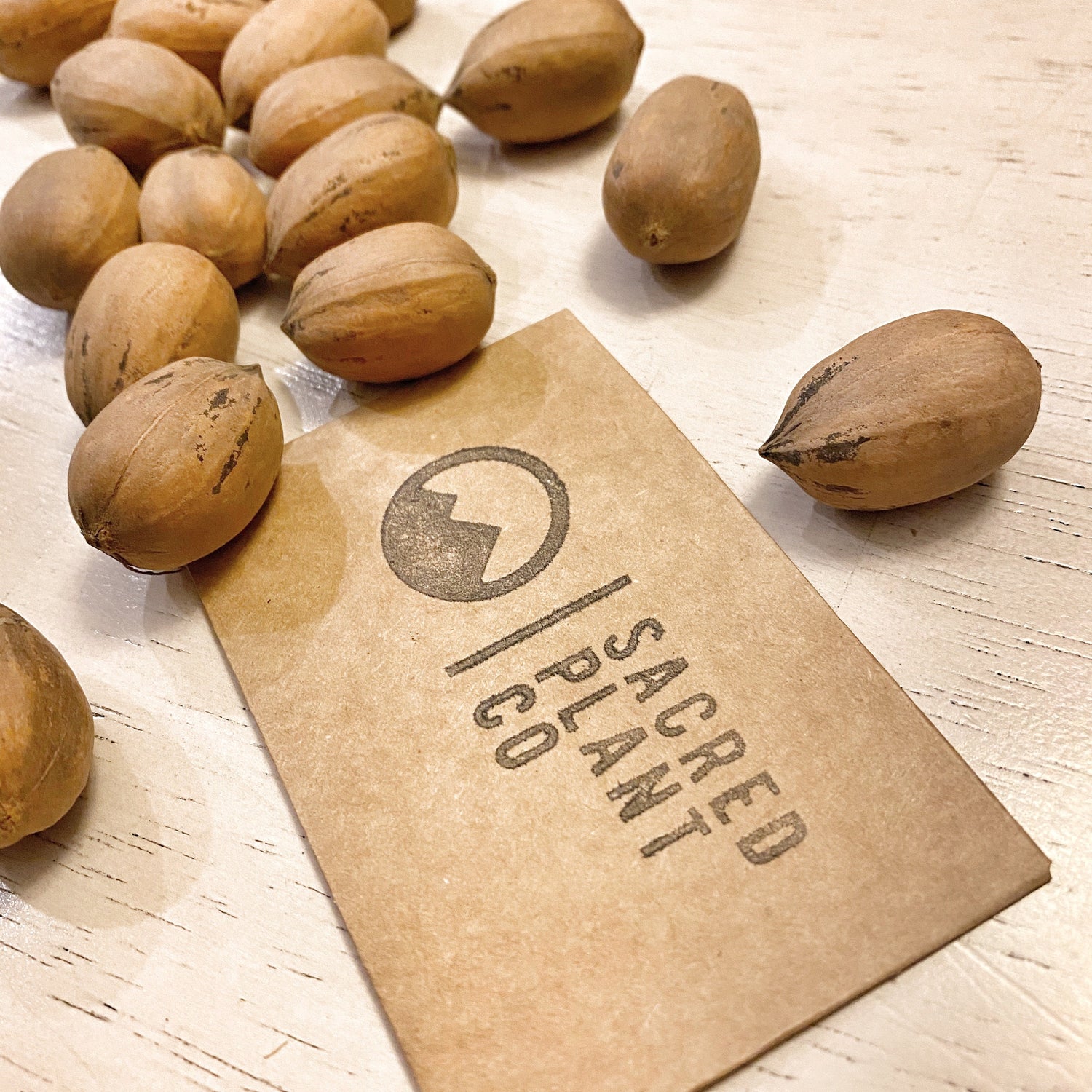 Pecan Tree Seeds | Carya illinoensis Tree Seeds | Pecan Nut Tree | Pecan Nut Tree Seeds