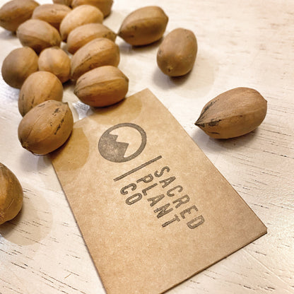 Pecan Tree Seeds | Carya illinoensis Tree Seeds | Pecan Nut Tree | Pecan Nut Tree Seeds