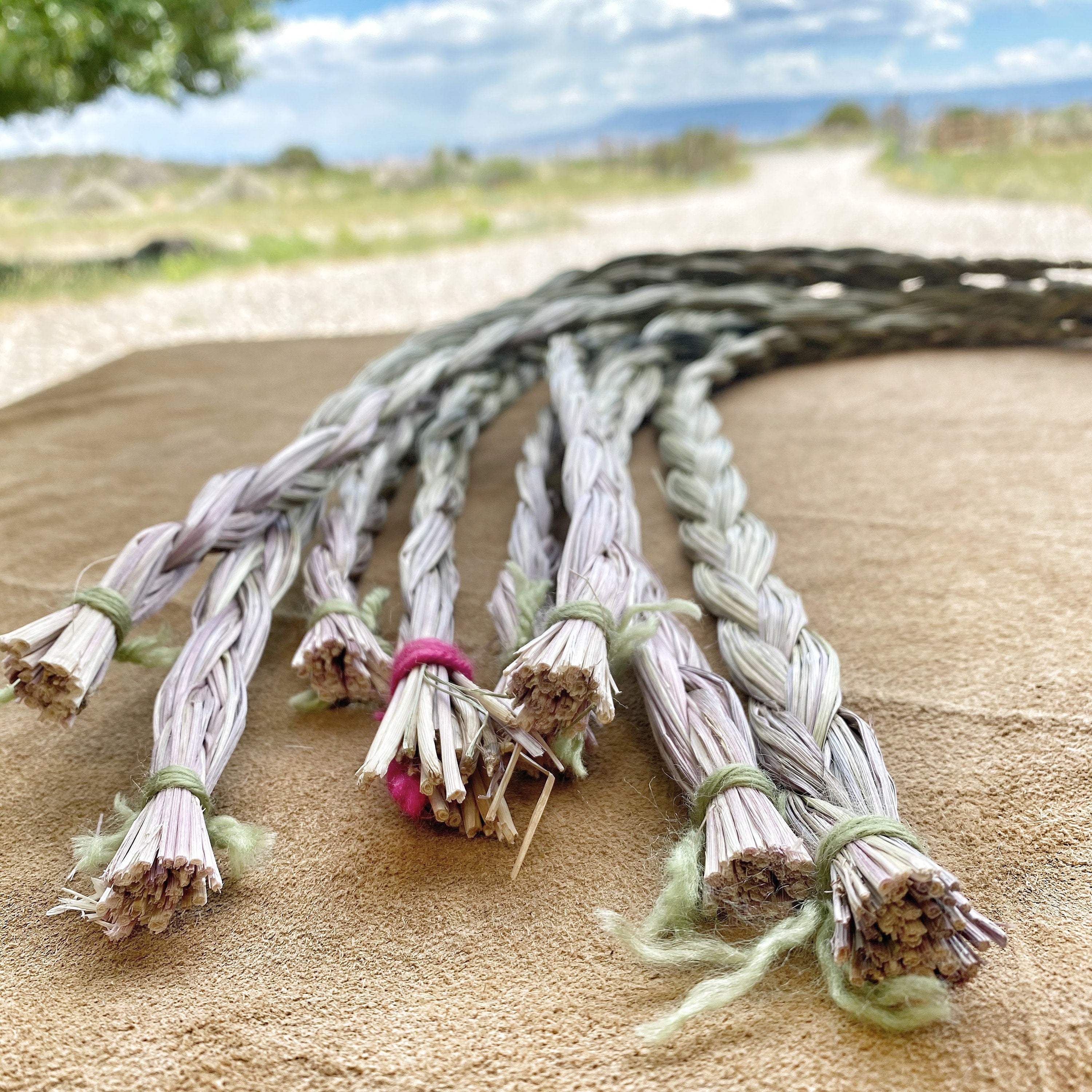 Sweetgrass braids hanging gracefully on a wooden rack at Sacred Plant Co Farm, capturing the essence of this sacred plant