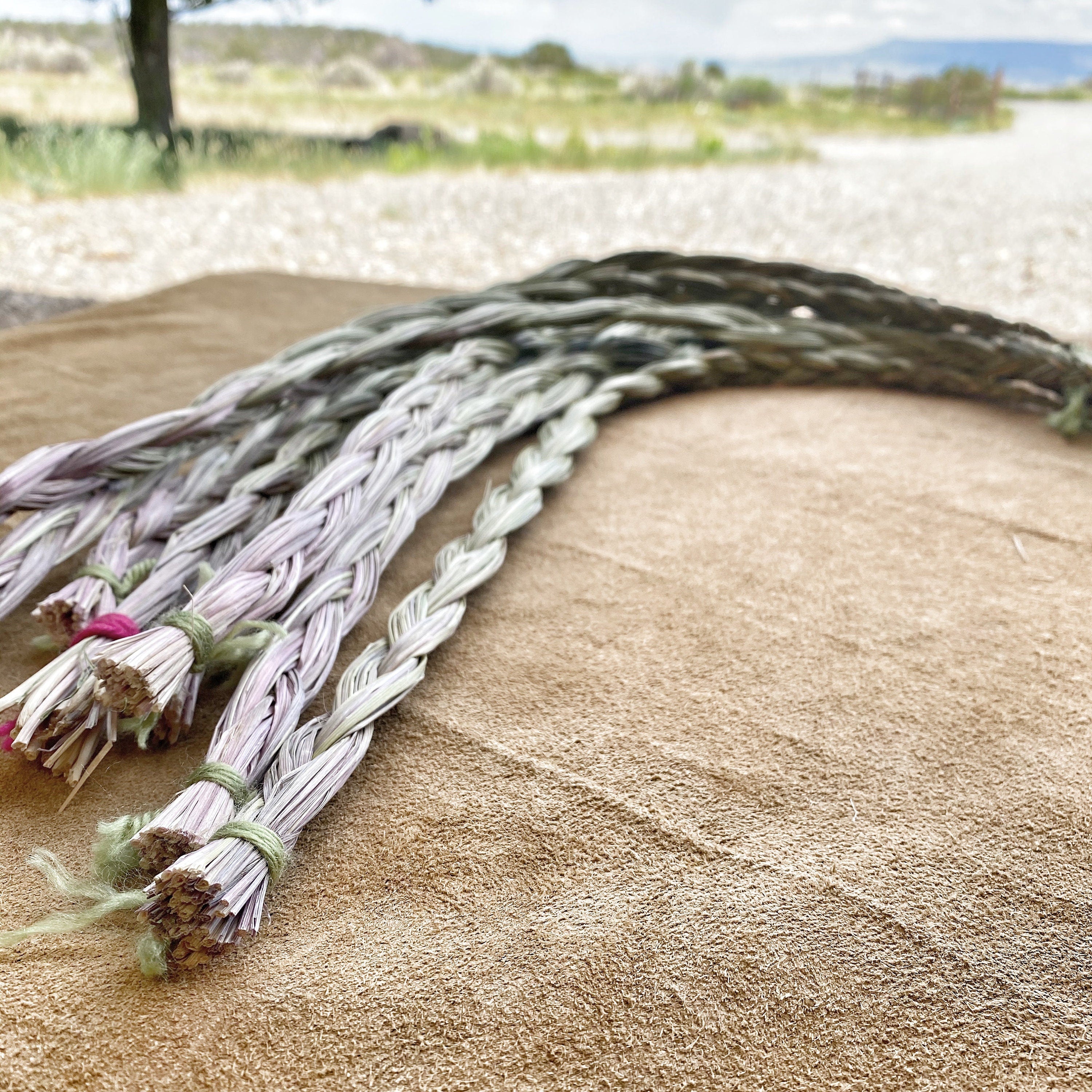 Multiple Sweetgrass braids displayed in a picturesque setting at Sacred Plant Co Farm, reflecting the farm&