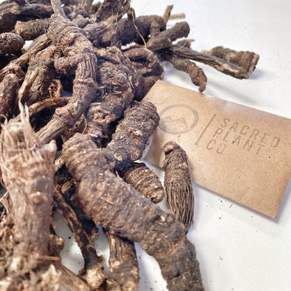 Dried whole Osha roots by Sacred Plant Co on a white surface, traditional herbal remedy for respiratory support.