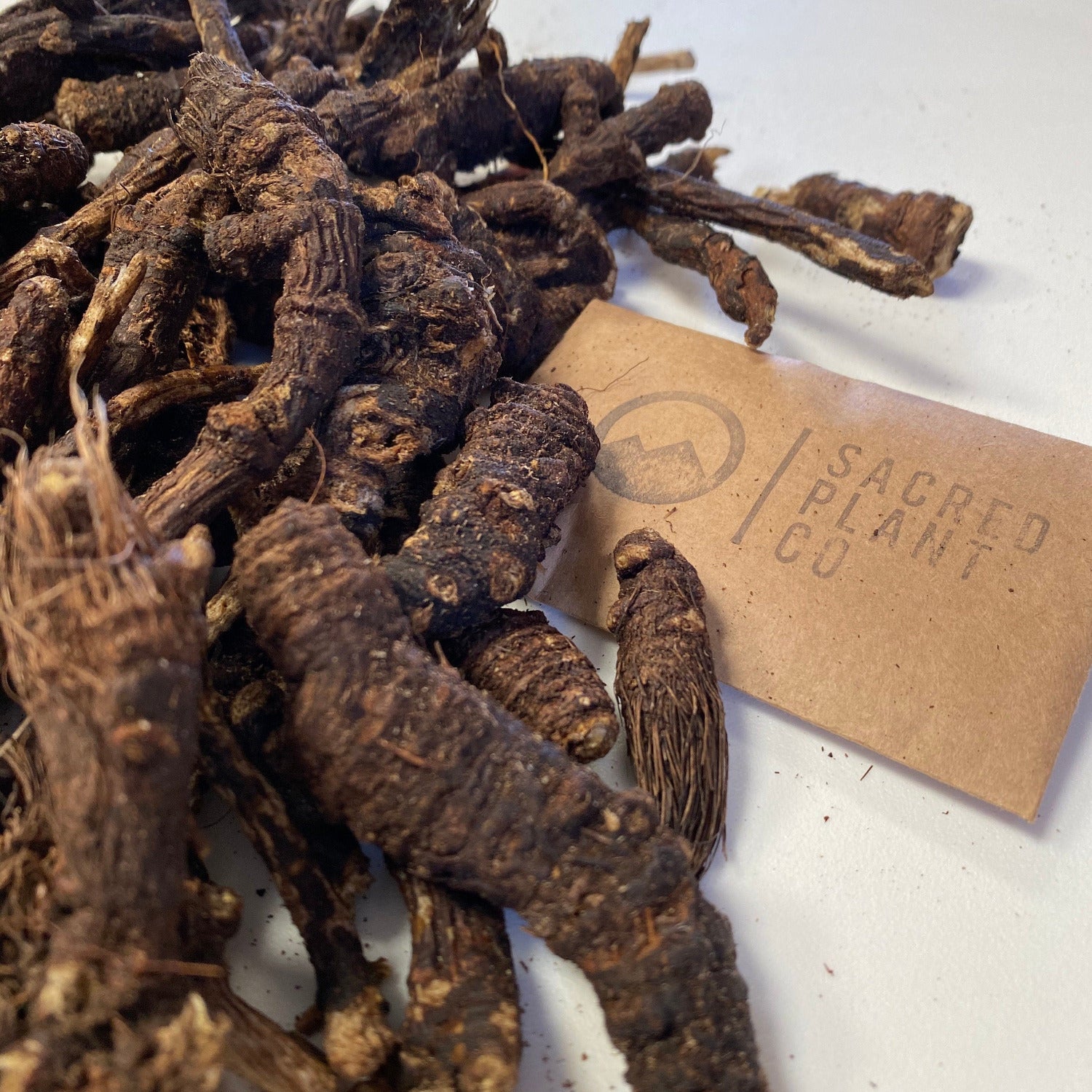 Osha Root in its dried form, available for sale from Sacred Plant Co, with a branded card that signifies authenticity and quality.