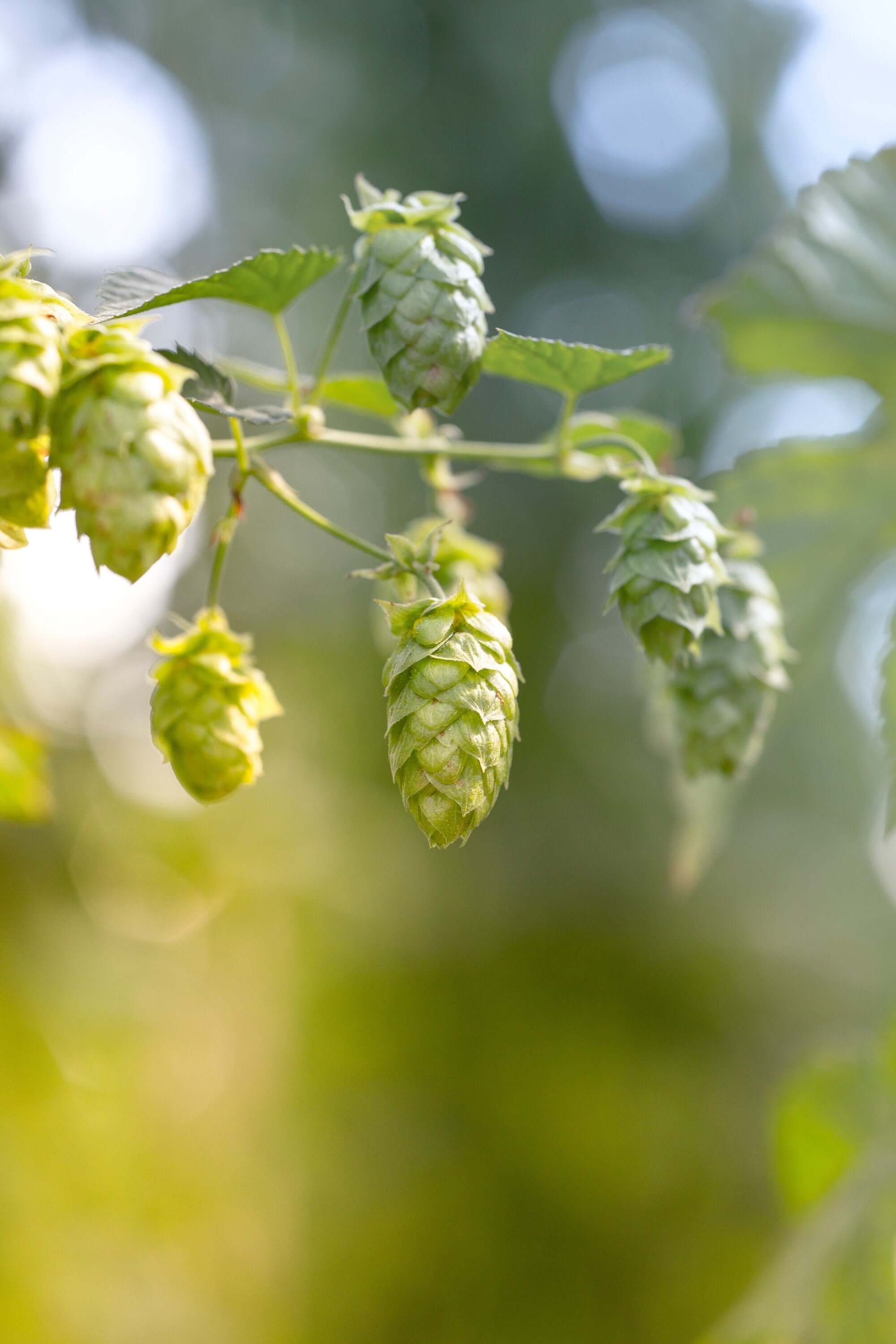 Close-up of fresh Hops cones hanging on a vine against a blurred green background, highlighting the natural beauty of Sacred Plant Co’s premium herbs.