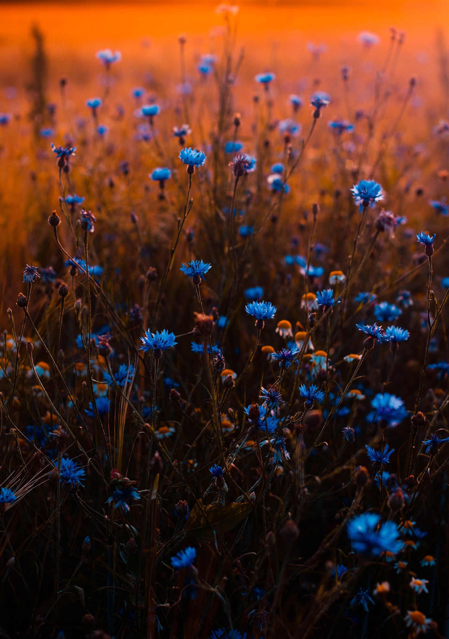 Cornflower Blue Petals - Bulk Cornflower -Bachelor&