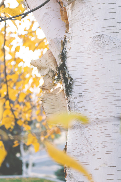 優質散裝樺樹皮 - 正宗白樺樹皮 - 樺樹皮
