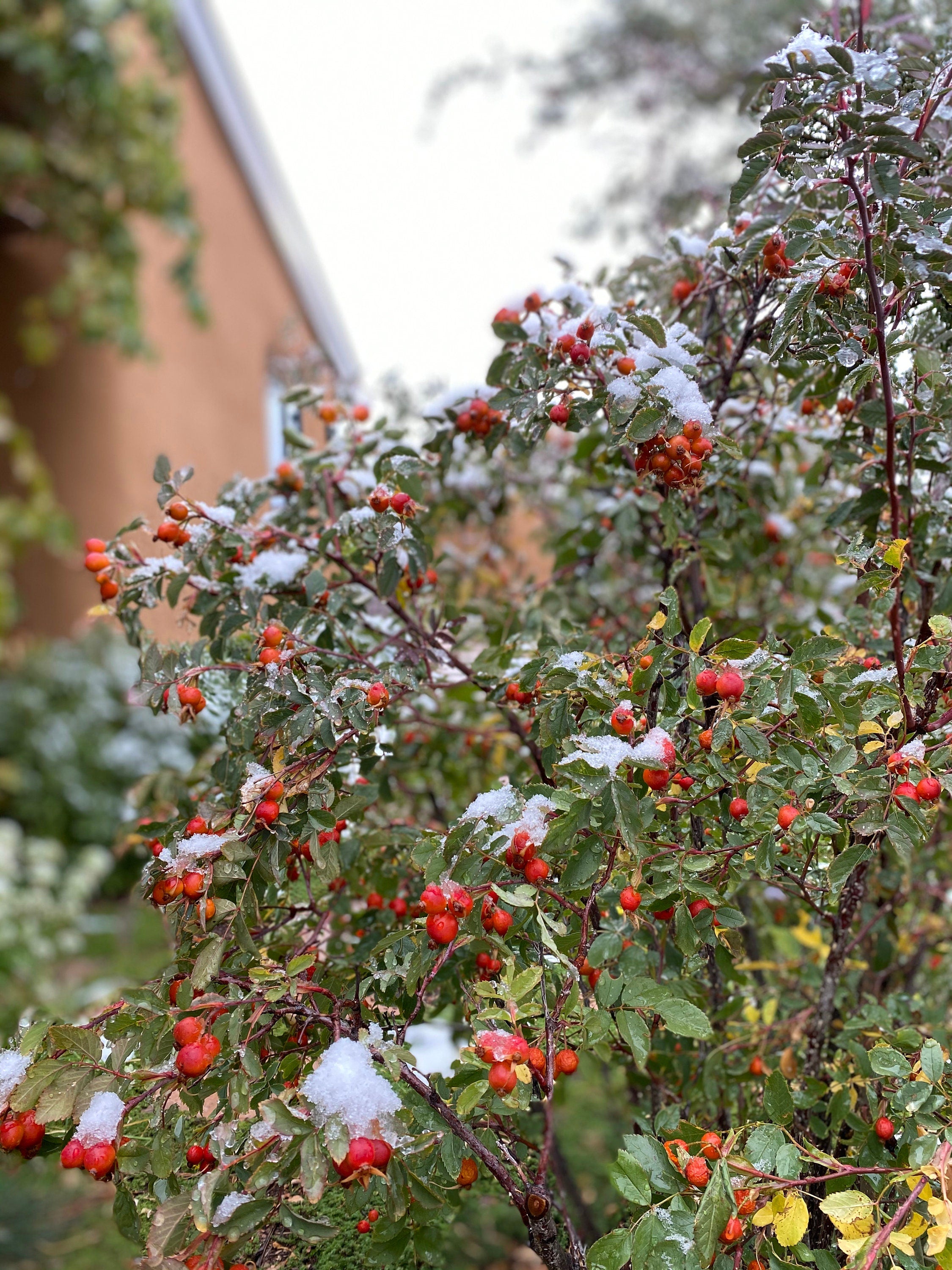 Rose Hips Whole Bulk - Premium Quality Rosa Canina Fruits - Vitamin C Rich Superfood