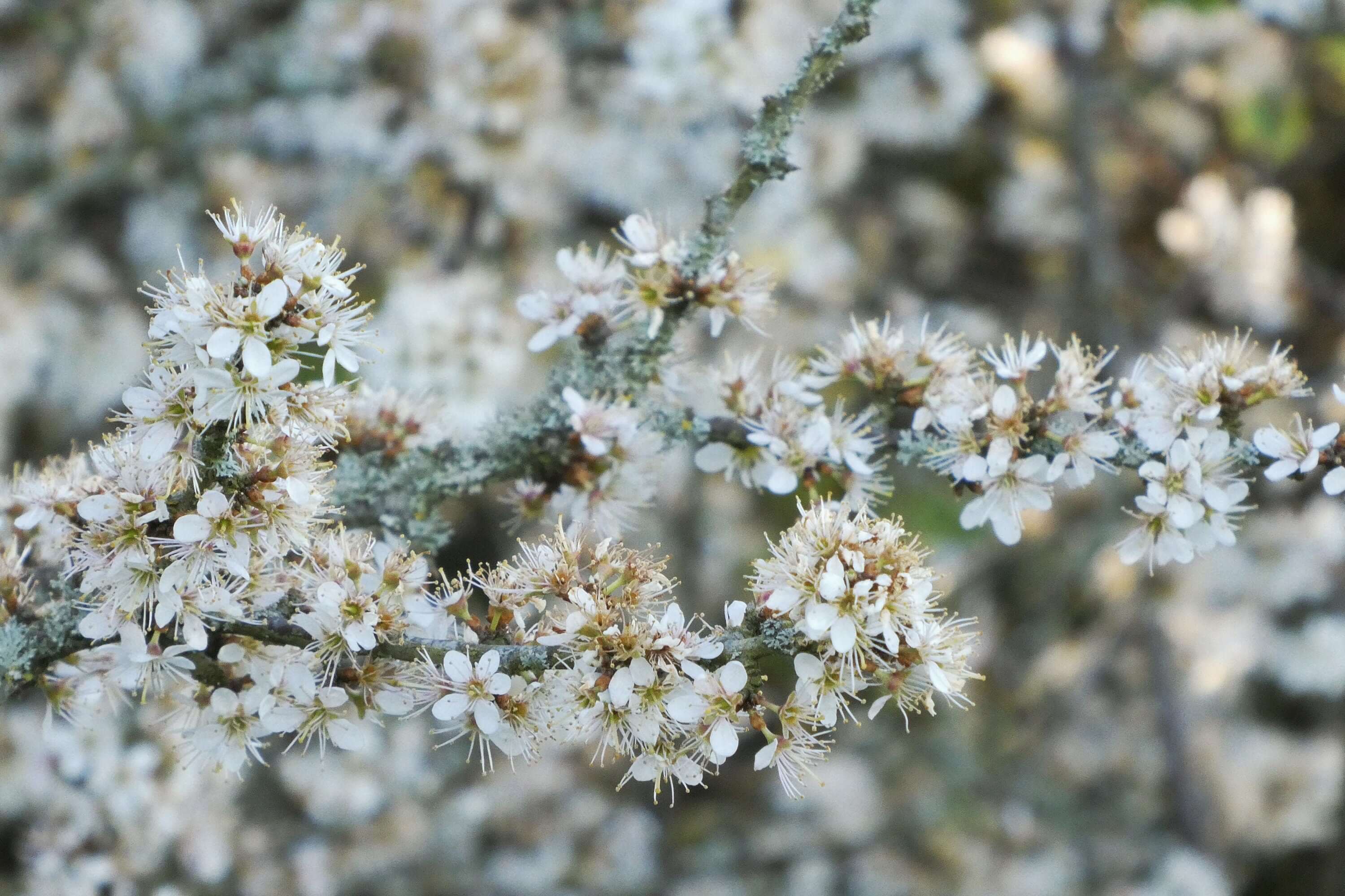 High-quality Hawthorn Flowers from Sacred Plant Co, showcasing the fresh white blossoms and intricate textures on the branch.