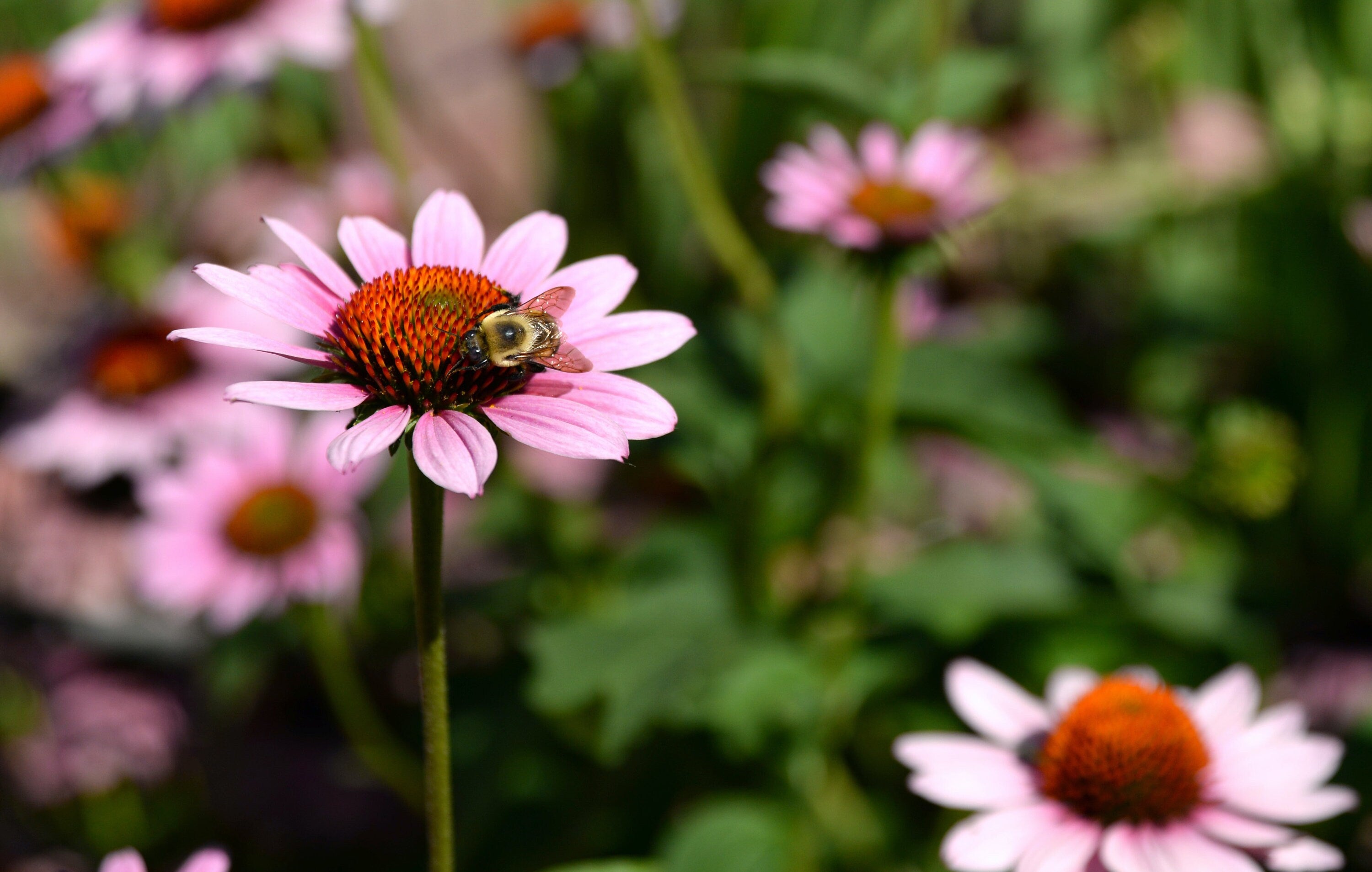 Echinacea Bulk - Superior Quality Echinacea Herb - Echinacea Purpurea Root