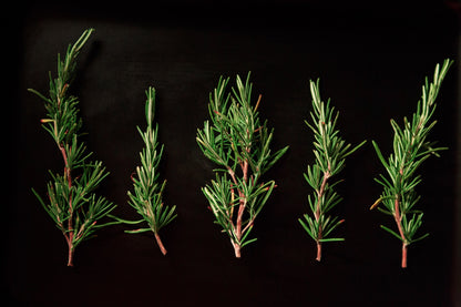 Rosemary Herb Bulk - High-Quality Rosmarinus Officinalis - Aromatic and Beneficial