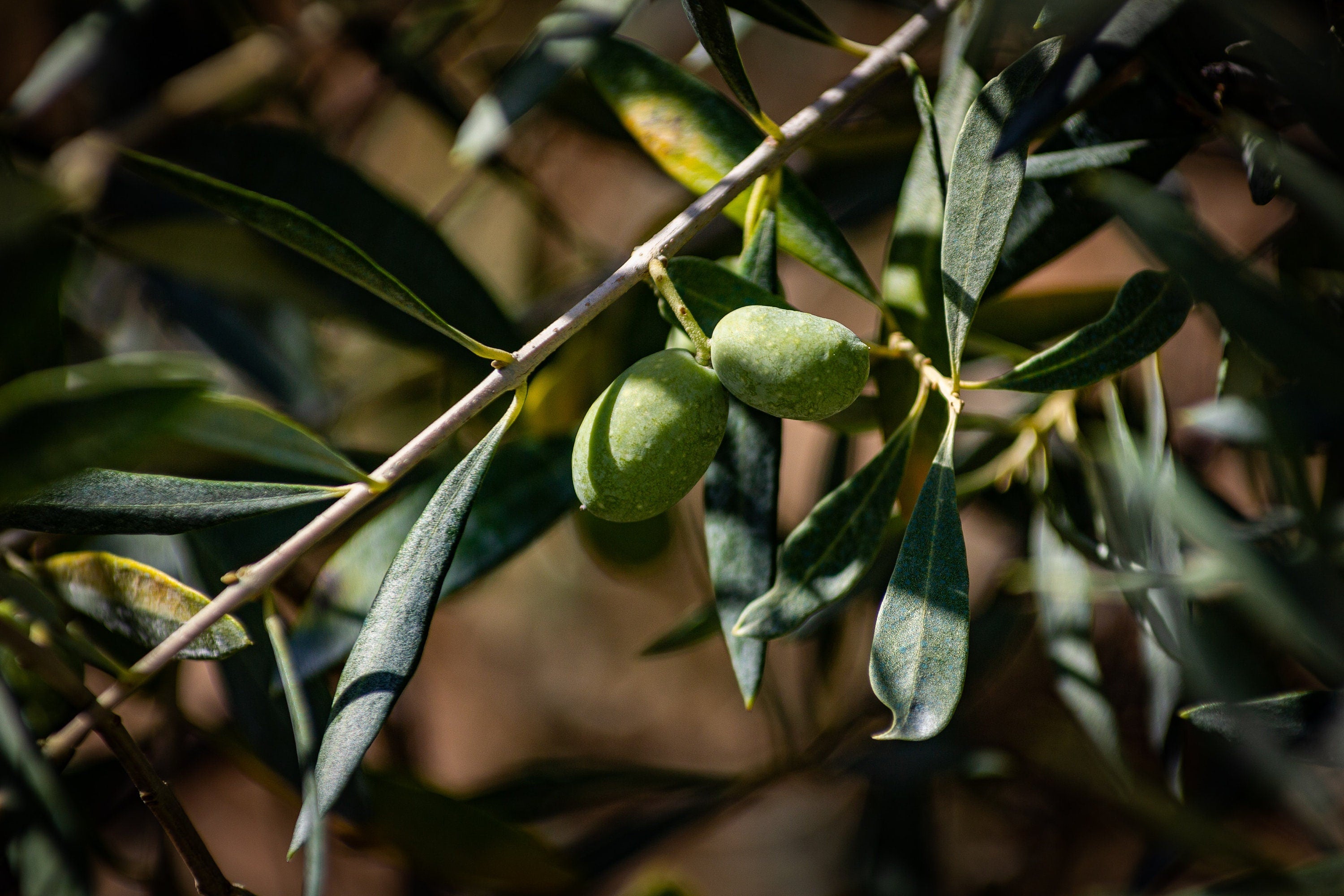 Olive Leaf Bulk - Premium Quality Dried Olea Europaea Leaves