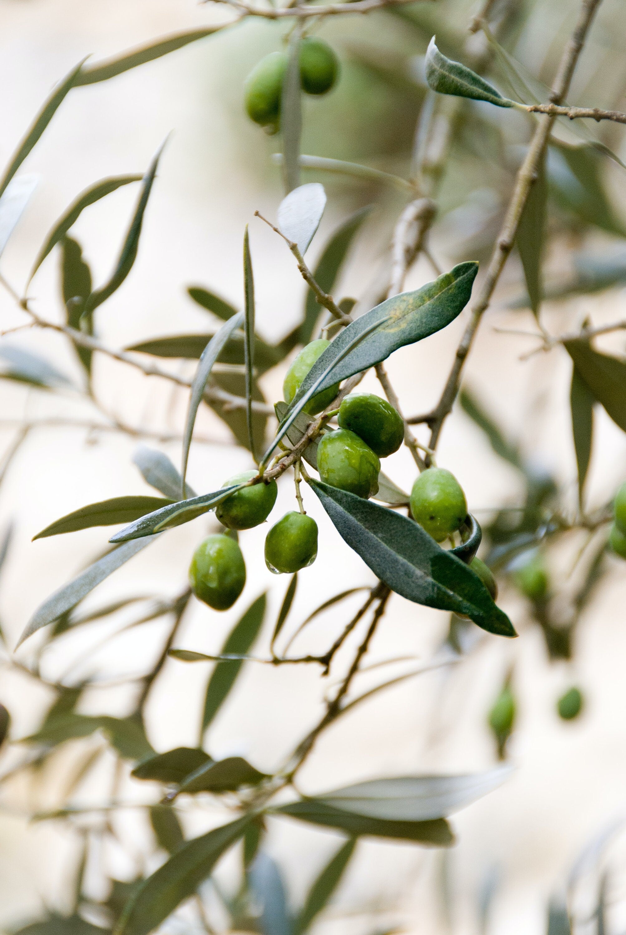 Olive Leaf Bulk - Premium Quality Dried Olea Europaea Leaves