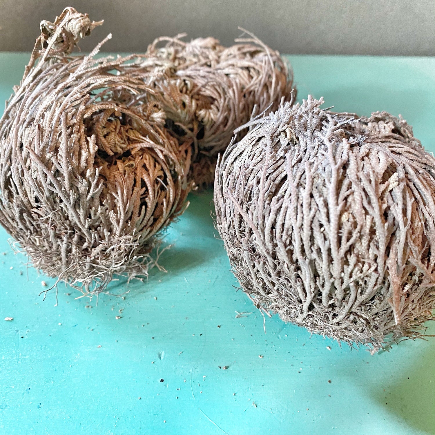 Dried Rose of Jericho plants on a teal background, showcasing the unique, curled structure of these &