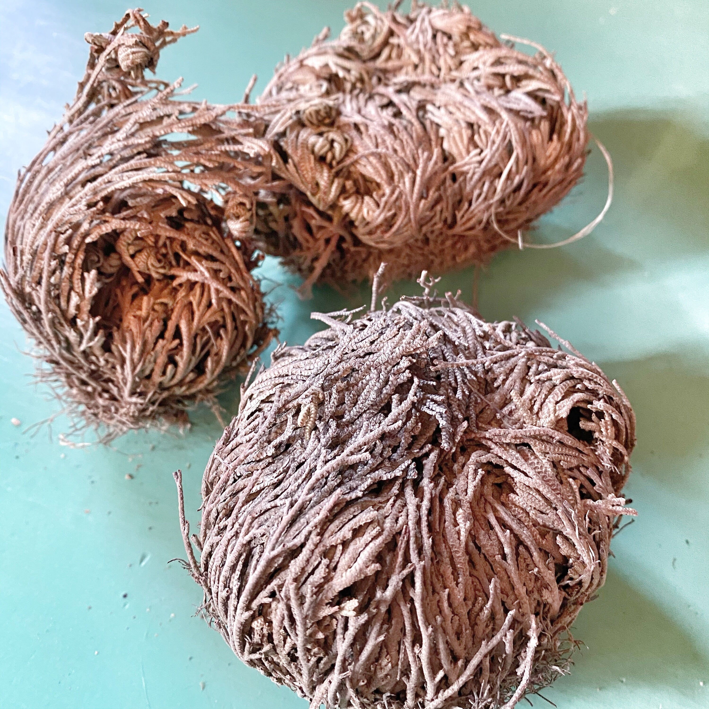 Three Rose of Jericho plants rest on a teal surface, their intricate, tangled root systems curled inward in a natural, spherical shape, characteristic of these desert plants known for their remarkable drought survival strategy.