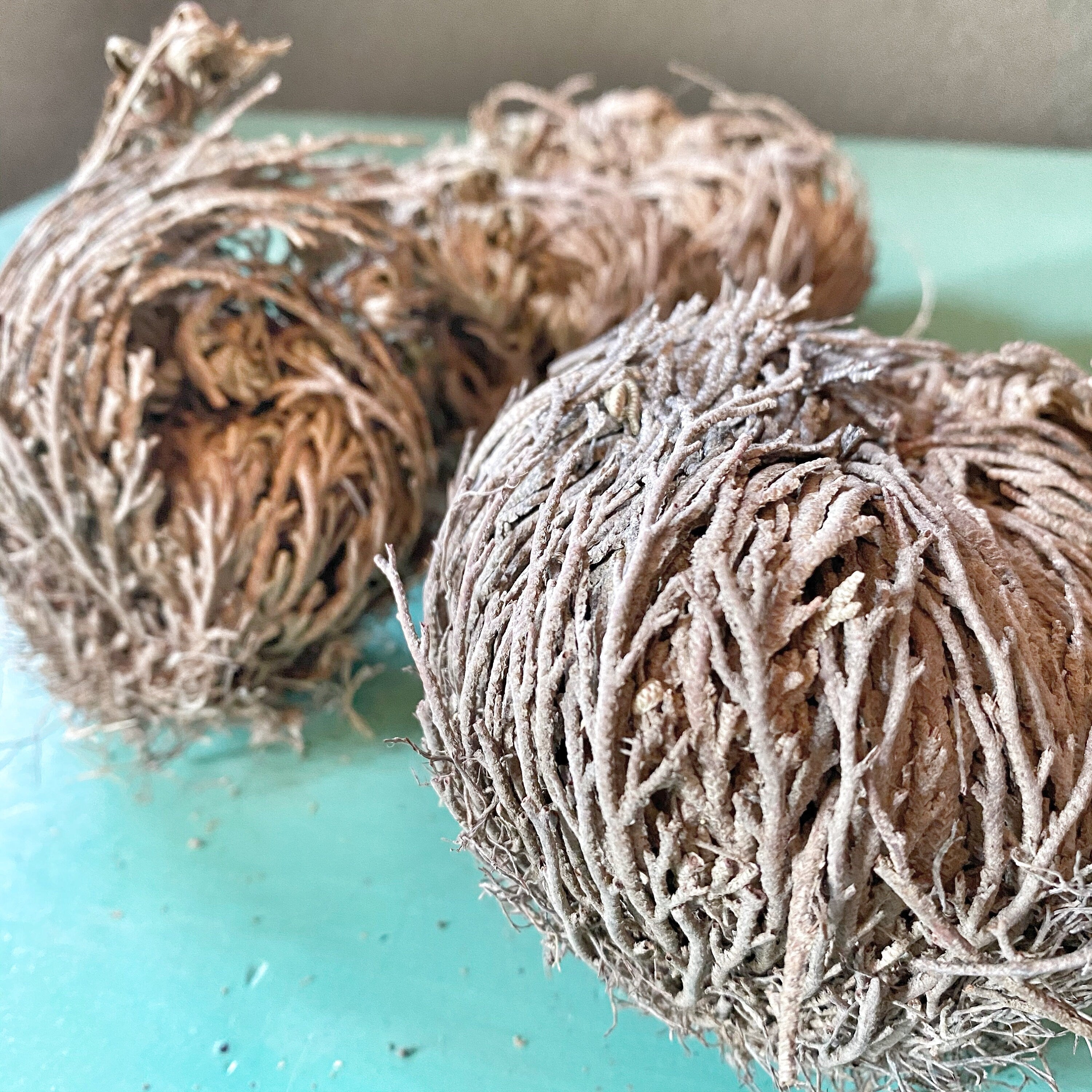 Dried Rose of Jericho, also known as the Resurrection Plant, sits on a teal surface, exemplifying the unique plant&