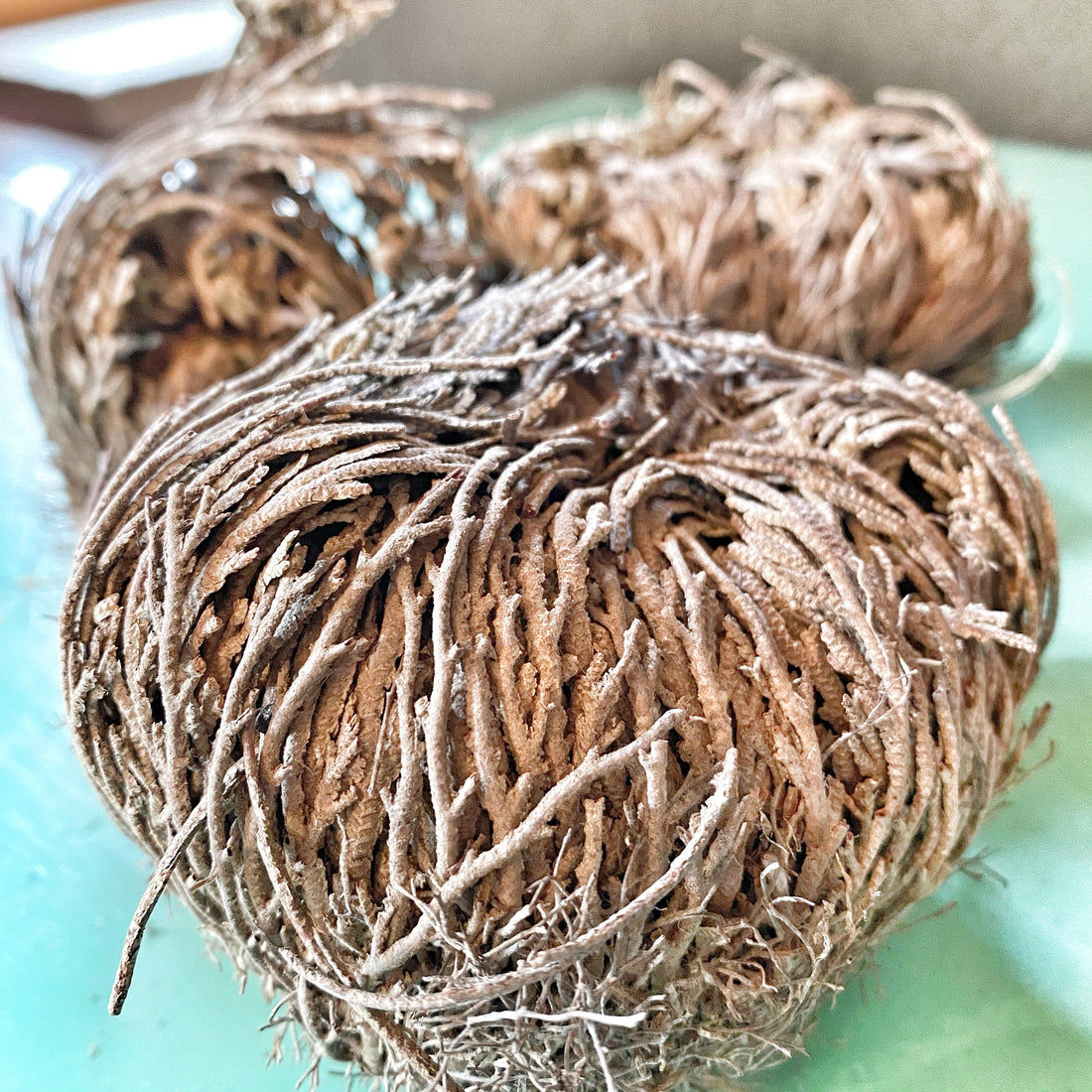 The intricate, dried tendrils of the Resurrection Plant, also known as the Rose of Jericho, positioned on a teal surface, symbolizing the plant&