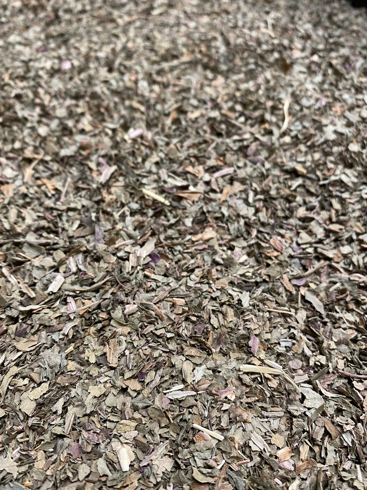 Plantain Leaf Bulk - Premium Quality Dried Plantago Major Leaves - Sacred Plant Co