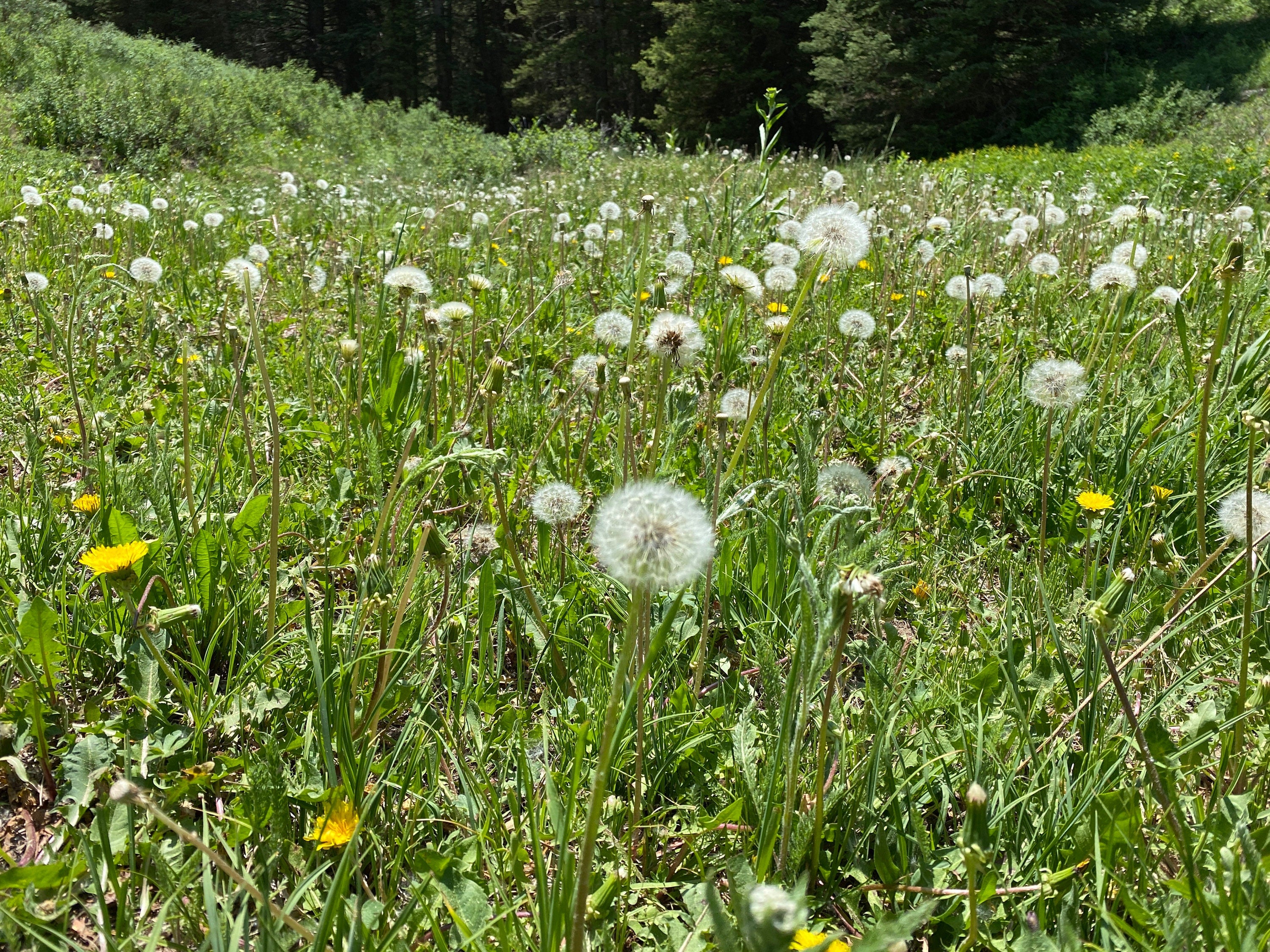 Field of mature dandelions ready to seed, illustrating the natural source of Sacred Plant Co&