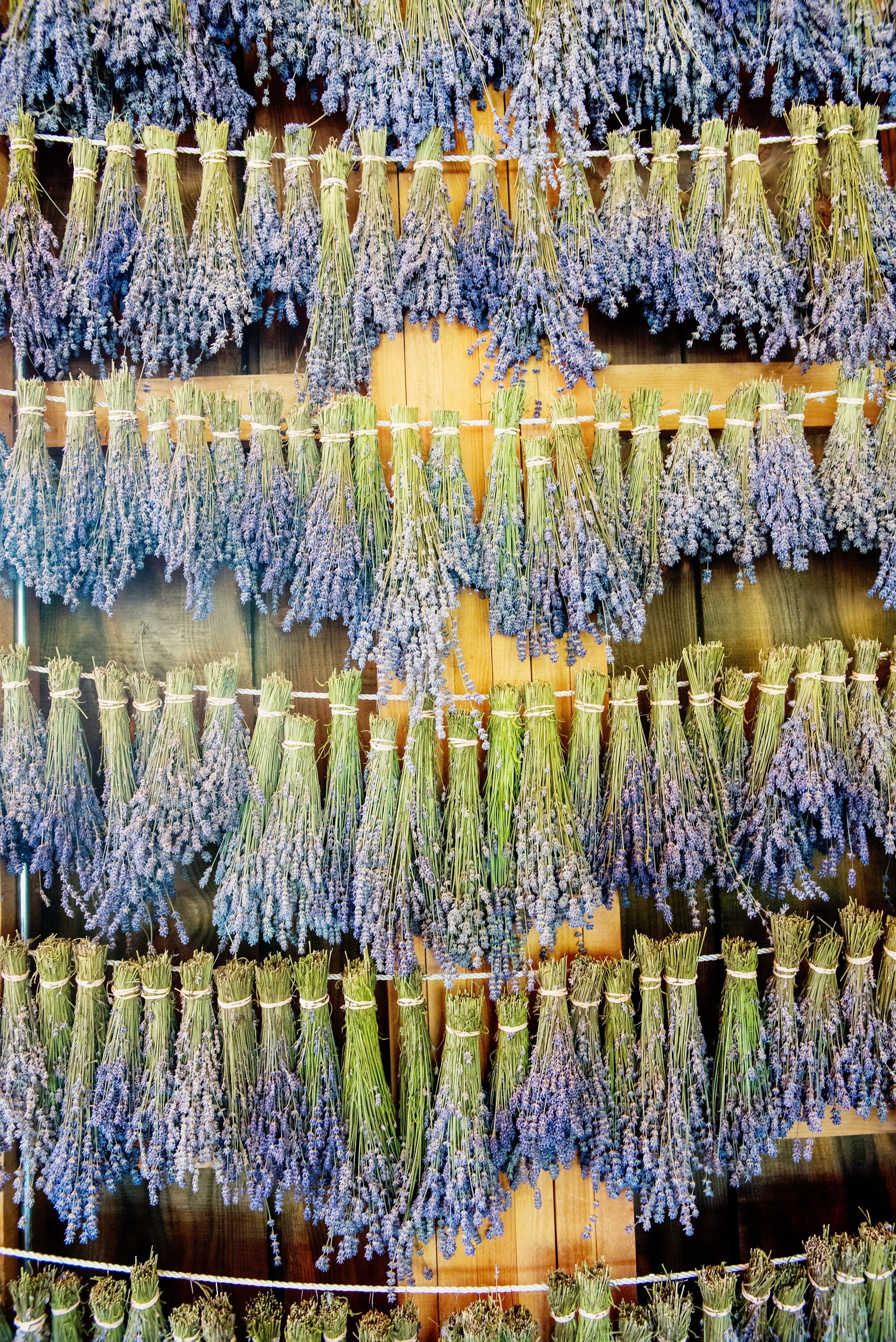 Lavender Flowers Bulk - Premium Quality Lavandula Angustifolia Flowers - Sacred Plant Co