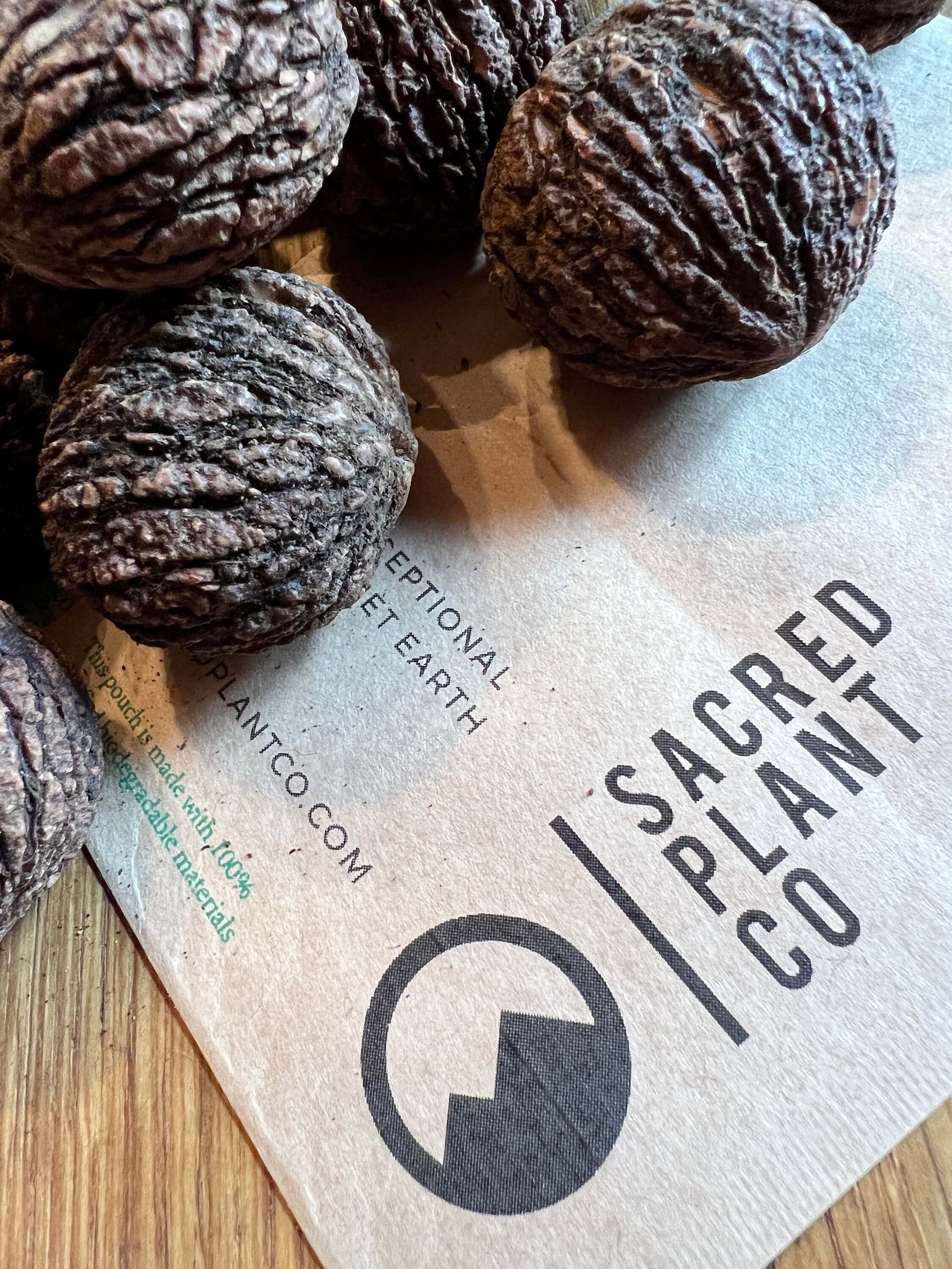 Black Walnut Tree Seeds | Walnut Tree Seeds | Northern Black Walnut Seeds | Juglans nigra Seeds | Northern Tree Seeds |