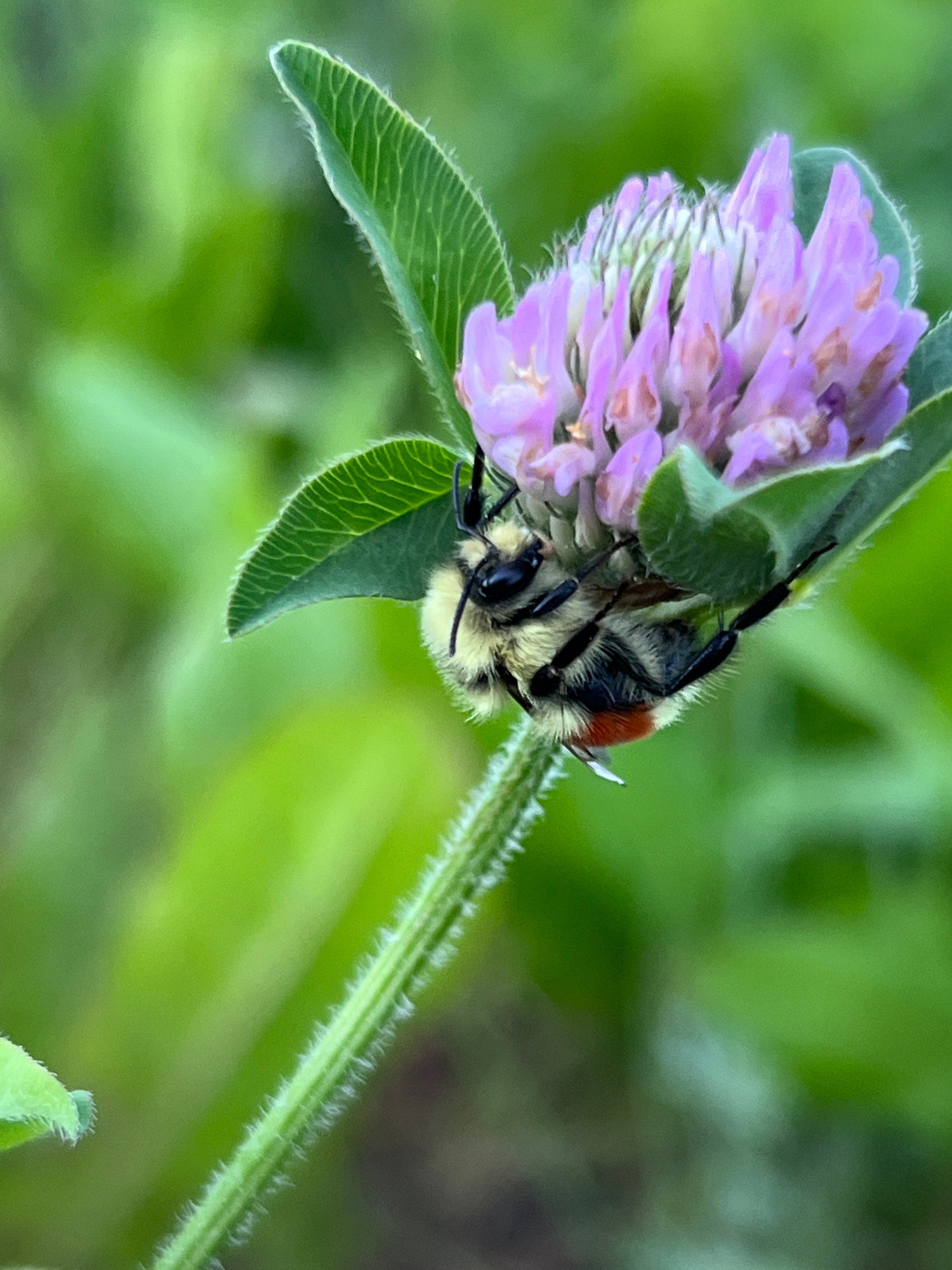 Red Clover Blossom Bulk - Hand Picked Quality Dried Trifolium Pratense Blossoms